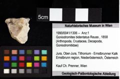 Foto (Objket + Etiketten) von Goniodromites bidentatus (Reuss, 1858) 